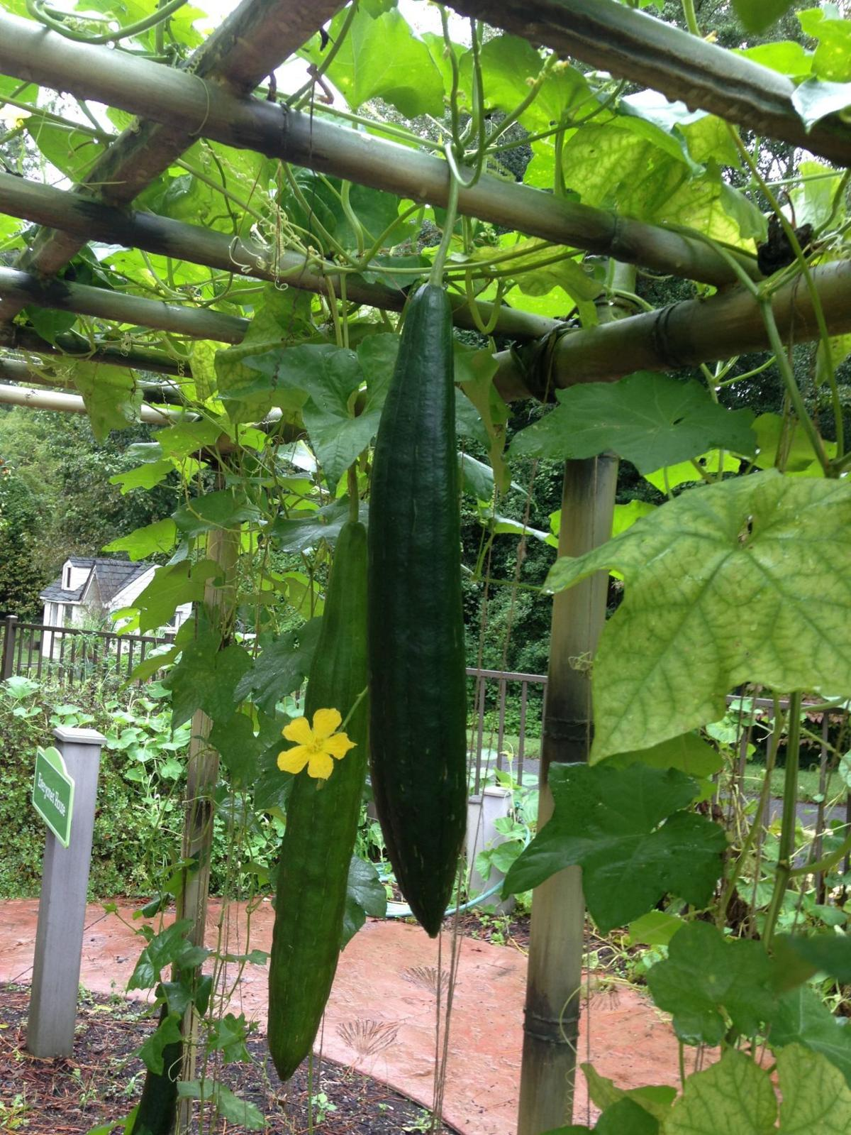 Proč byste měli používat Luffa - Vše vysvětleno