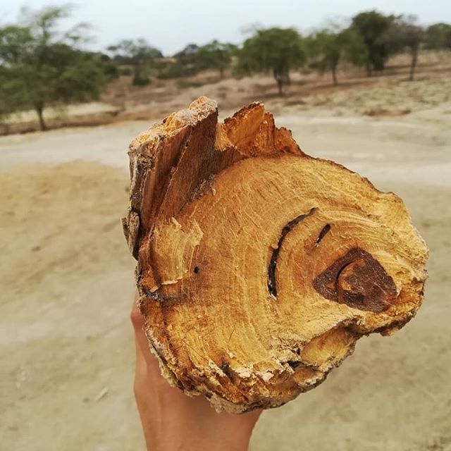 Palo Santo handpicked handmade ecunative europe shop