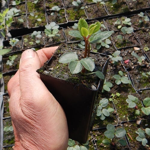 Palo Santo Seeds Handmade Ecunative Europe Shop 3